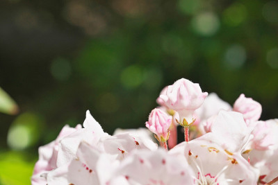 Kalmia
