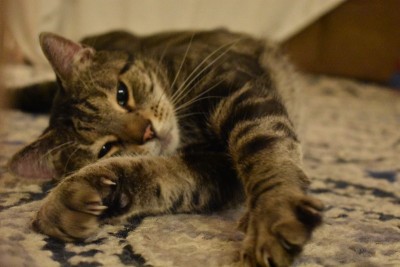 地毯上的棕色虎斑猫