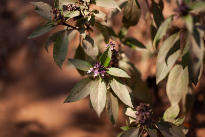 紫色泰国罗勒植物，tulsi