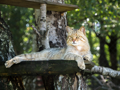 动物园里的野猫在树上休息。