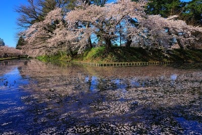 青森县春天公园