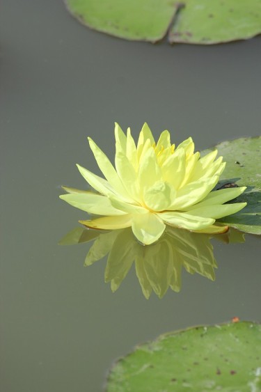 池塘里的荷花