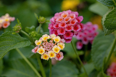 马缨花