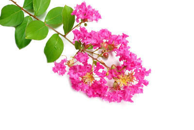 紫薇花(紫薇)