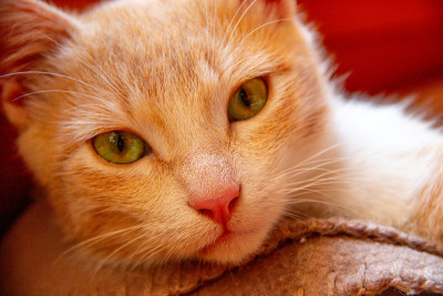 猫的生活