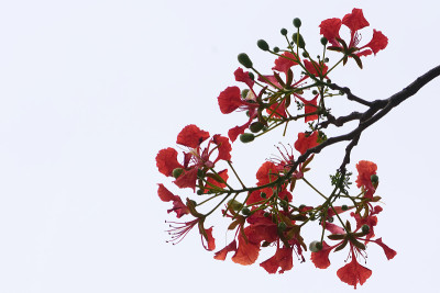 孤立的红花开花
