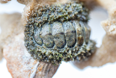 石鳖是一种大小不一的海洋软体动物，在海洋中用于教育。