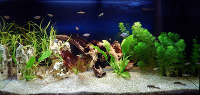淡水水族箱景