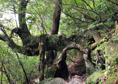 屋久岛的 Kuguri Sugi