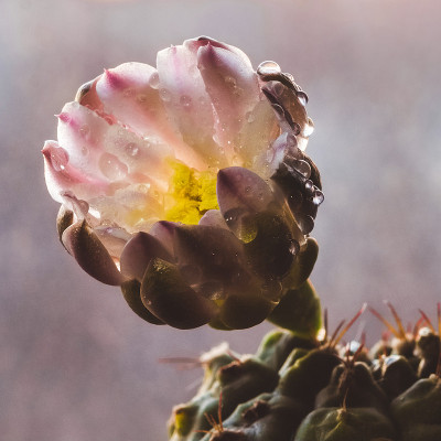 仙人掌的花