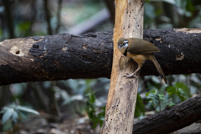 小民族Laughingthrush