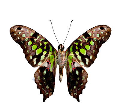 大尾杰伊蝶(Graphium Agamemnon)较低的翅膀获利