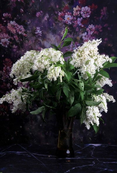 白色丁香花艾格尼丝史密斯花-丁香prestoniae艾格尼丝史密斯在玻璃花瓶和深紫色的花背景