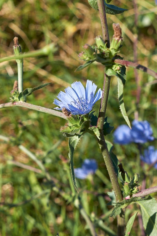 Cichorium Intybus