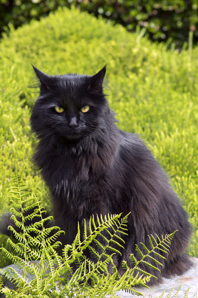 黑猫的肖像