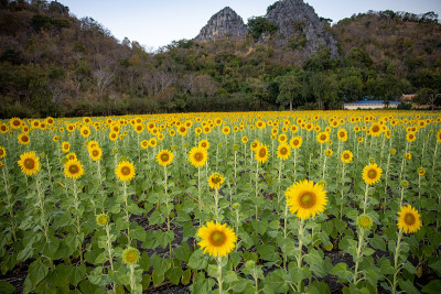 向日葵盛开的田野