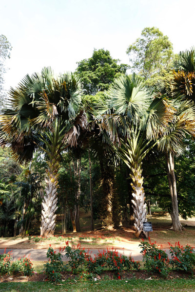 美丽的热带棕榈。Peradeniya,斯里兰卡。