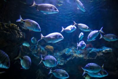 在水族馆珊瑚礁上的热带鱼的照片