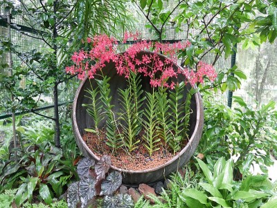 植物