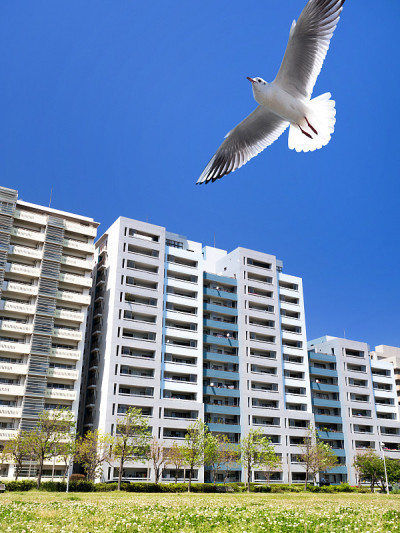 高层公寓和海鸥