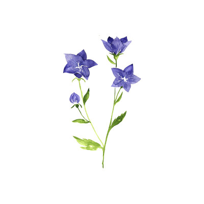 水彩画气球花