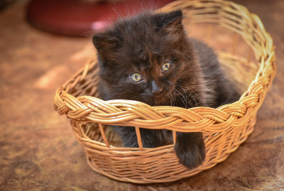 小猫