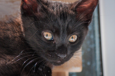 小猫