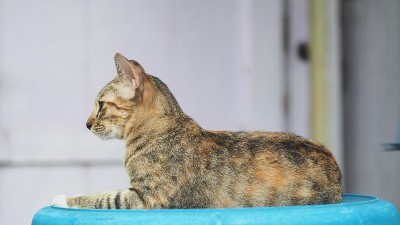 近距离的猫