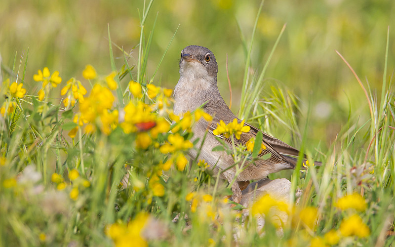 白喉病(Sylvia communis)