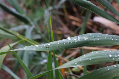 Arundo