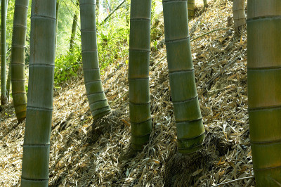 竹林