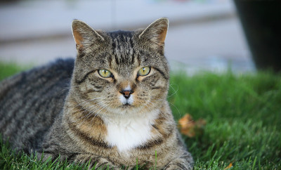 家养短毛虎斑猫