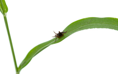 倒立的食肉螨用它的颚向上躺在植物的叶子上