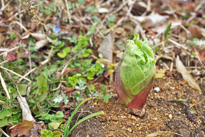 Petasites japonicus
