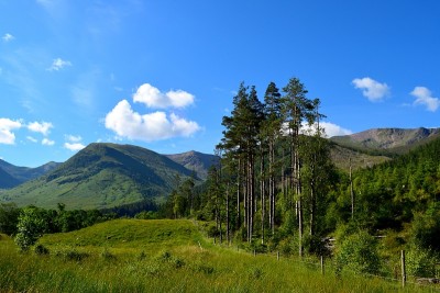 尼维斯峡谷的松树景观