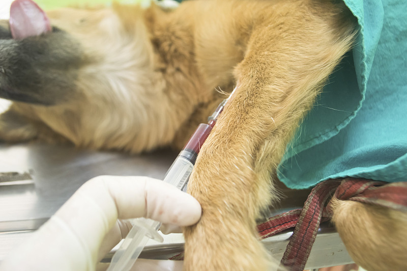 犬类静脉注射路线