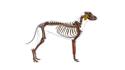 尺侧腕屈肌犬肌解剖医学概念3D