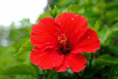 芙蓉