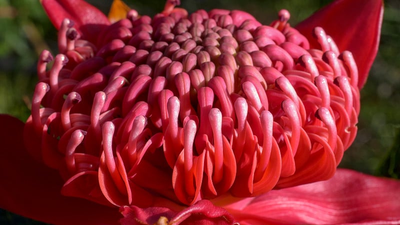 极端近距离微距拍摄的新南威尔士州waratah bloom