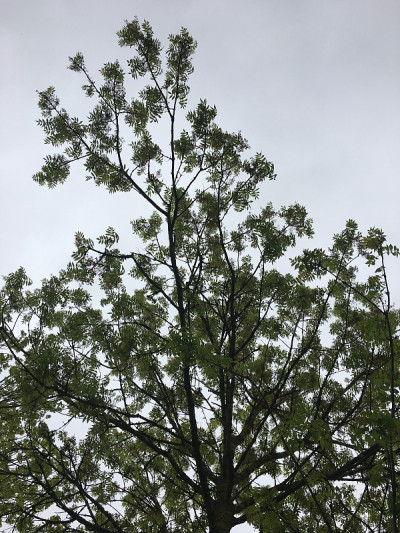 白蜡(Fraxinus excelsior)树- 2018年5月