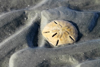 海胆