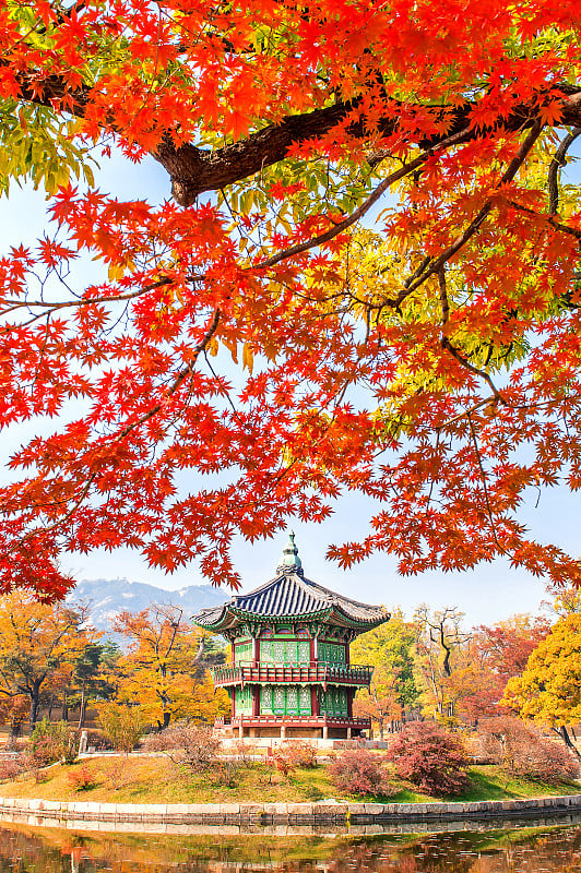 庆北宫和枫叶在秋天。