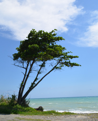 树和加勒比海