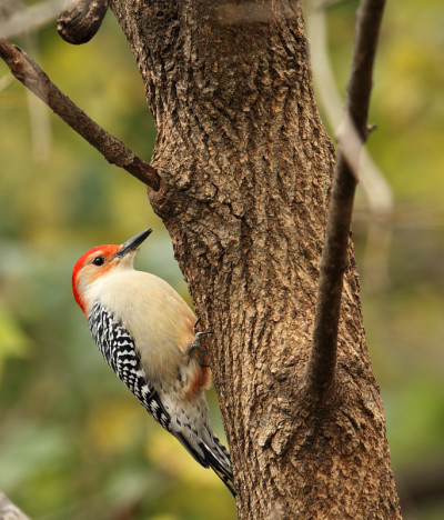 红腹啄木鸟，carolinus