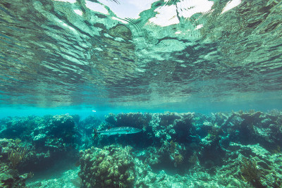 大梭鱼游泳在透明的浅水加勒比海;巴哈马群岛