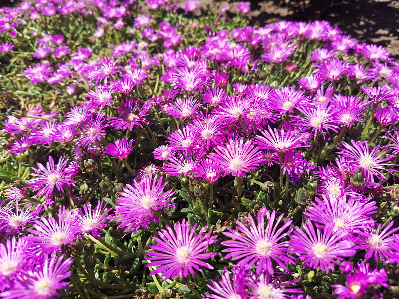 智利Carpobrotus Chilensis或Carpobrotus edulis花，闭合。粉红色