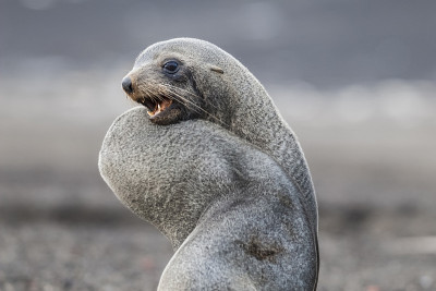 海狮