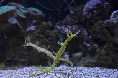 Seadragons