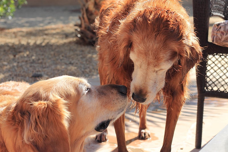 两只金毛猎犬向你问好