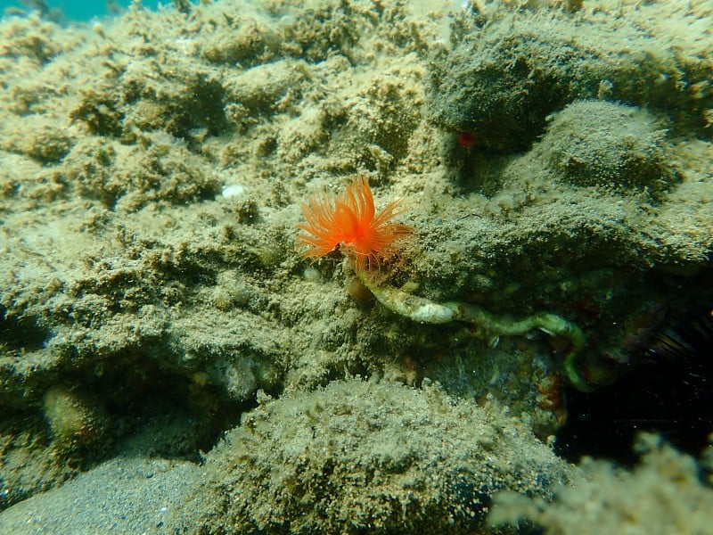 多毛纲海底光滑管虫或红点马蹄虫(管原虫)